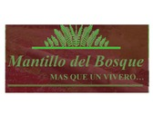 Mantillo Del Bosque