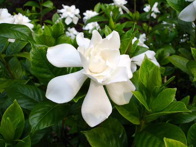 gardenias.jpg