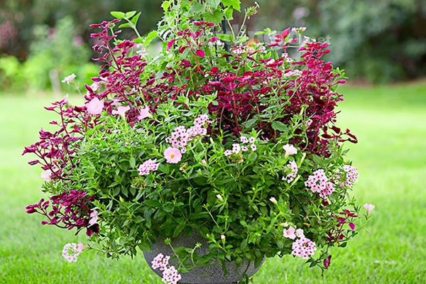 Plantas perfectas para media sombra - Jardinero.net