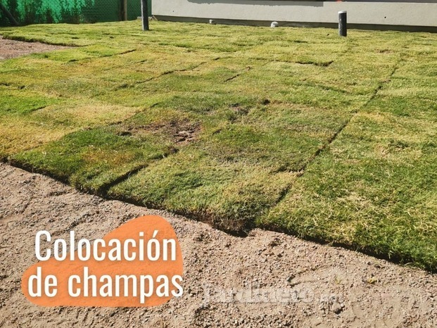 Colocación de champas