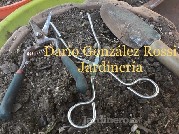 Repoteo de plantas en macetas