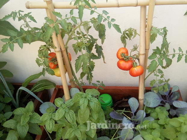 Huerta de estación en macetas