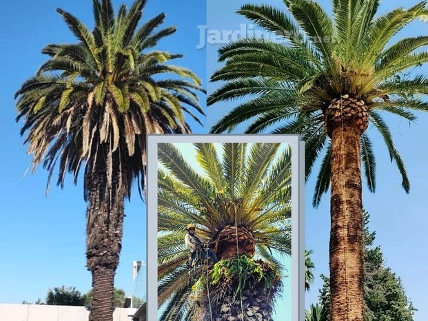 poda de palmera.jpg