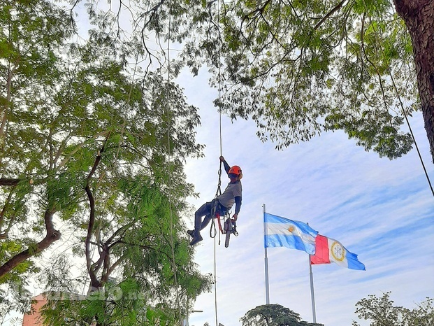 Poda en altura - trepa profesional