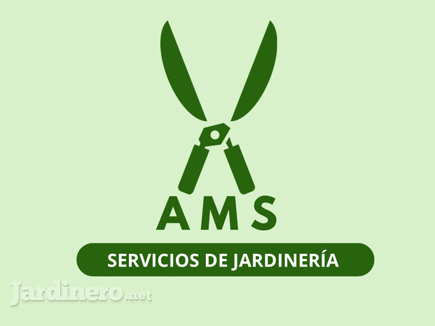 AMS Logo