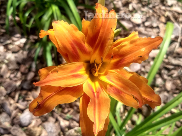 Hemerocallis