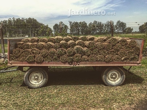 Grama Bahiana, lista para instalar, solicite su presupuesto 