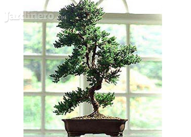 Plantas y bonsai