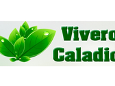 Vivero Caladio