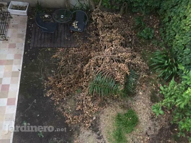 El antes en un jardín urbano olvidado