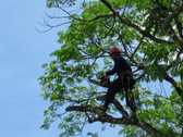 Matías Ortega Podas De Árboles