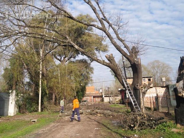 Podando el árbol en primer lugar, luego seguimos con la extracción de raiz