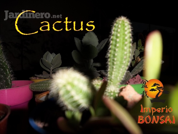 Cactus