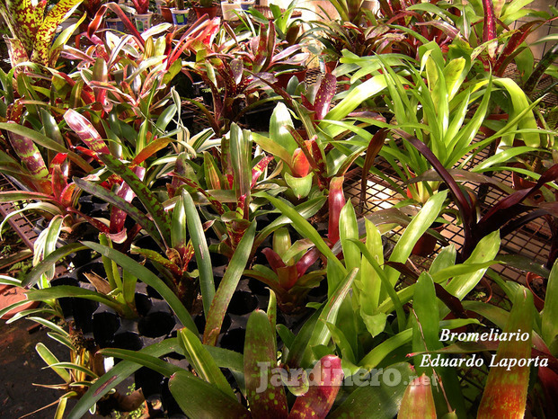 MESADAS DE BROMELIARIO.jpg