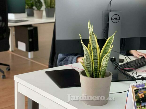 Plantas para oficina. Paisajismo en interiores para empresas