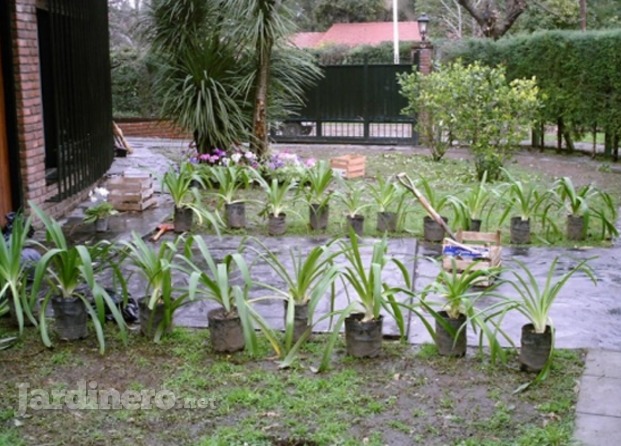 Nacho Parques y Jardines