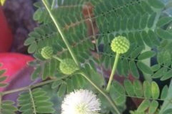 me dará flores naranjas este flamboyán?