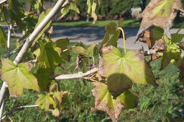 Re-Liquidambar seco